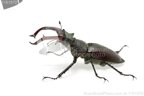 Image of Crawling  male stag beetle (Lucanus cervus) 