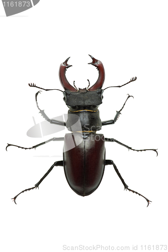 Image of Crawling  male stag beetle (Lucanus cervus) 