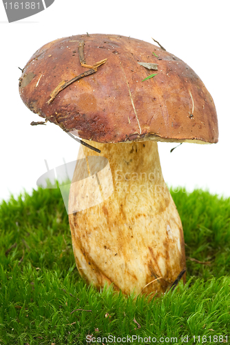 Image of Boletus (Boletus edulis, Squirrels bread) on the green moss 