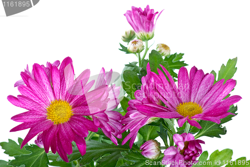 Image of Bunch of pink wild chrysanthemum