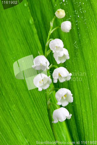 Image of Beautiful lily-of-the-valley flower with water-drops
