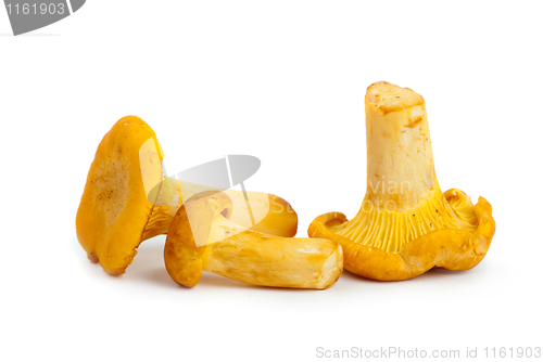 Image of Three chanterelle mushrooms