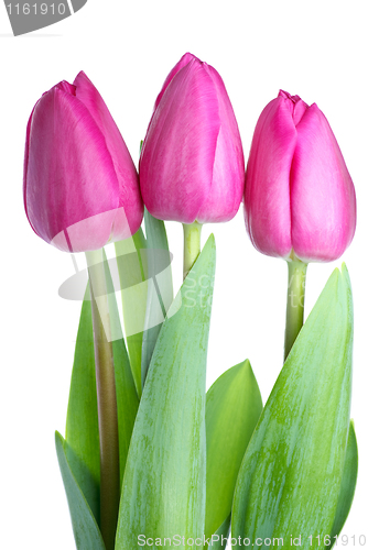 Image of Three pink tulips 