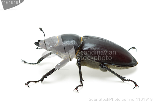 Image of Crawling  female stag beetle (Lucanus cervus) 
