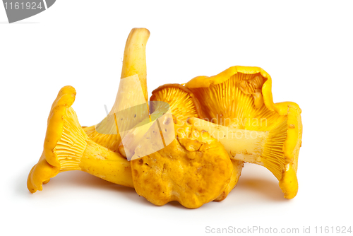 Image of Few chanterelle mushrooms