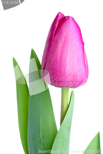 Image of Single pink tulip