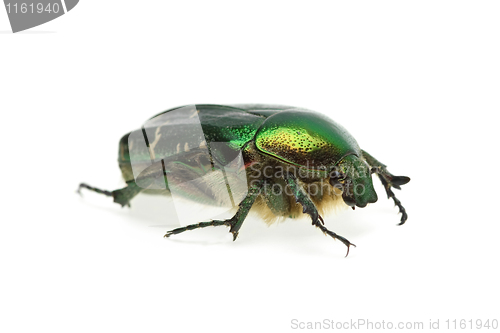 Image of Flower chafer (rose chafer, Cetonia aurata) beetle