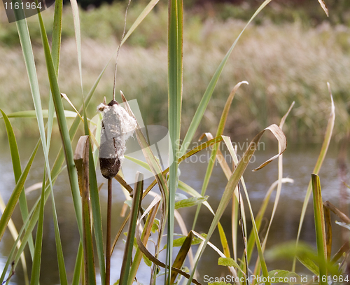 Image of Bull Rushes