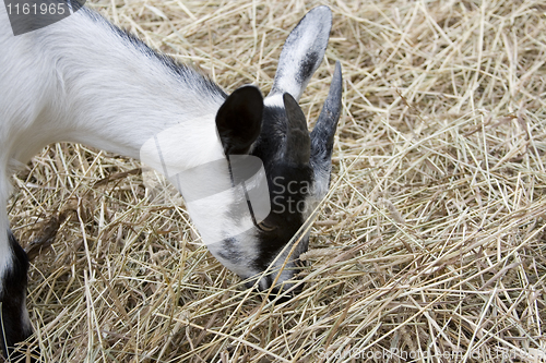 Image of Baby Goat