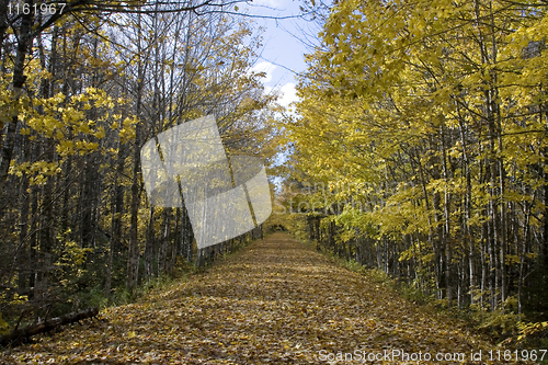 Image of Trail of Leaves