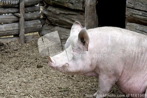 Image of Fat dirty pig