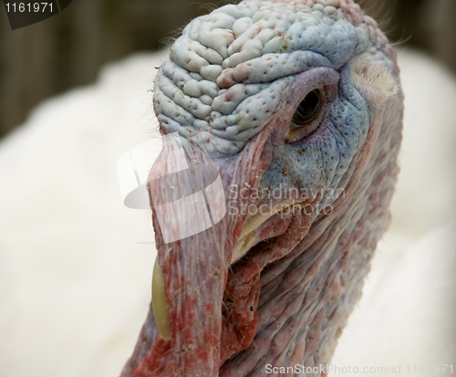 Image of Close up of a turkey