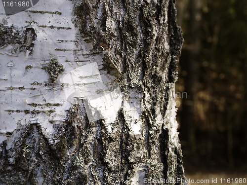 Image of birch bark