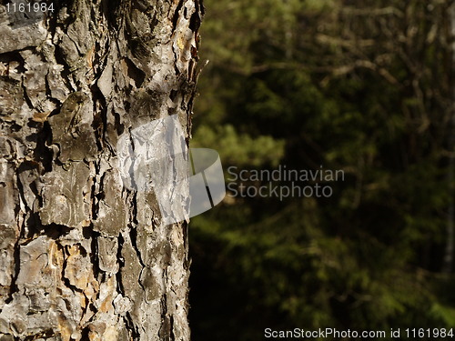Image of pine tree bark