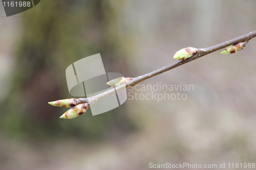 Image of Fauna & Flora