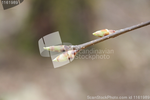 Image of Fauna & Flora