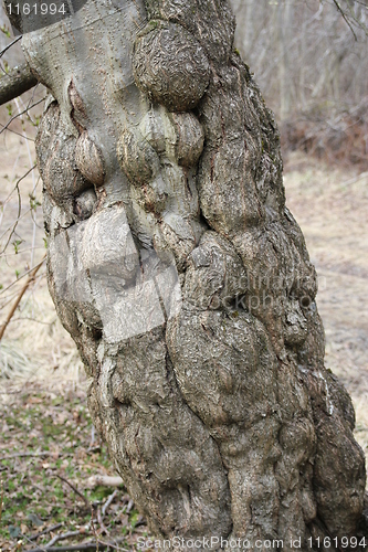Image of Deformed tree