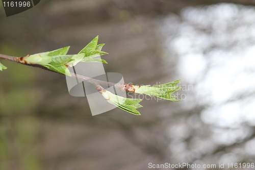 Image of Fauna & Flora