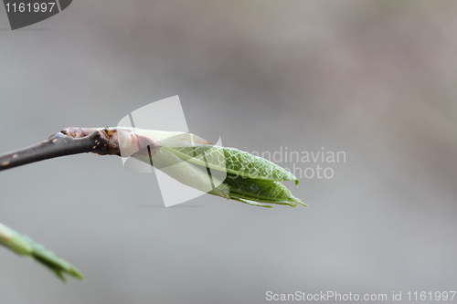 Image of Fauna & Flora