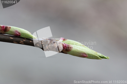 Image of Fauna & Flora