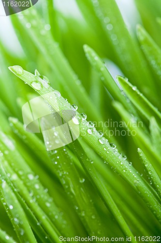 Image of wet green