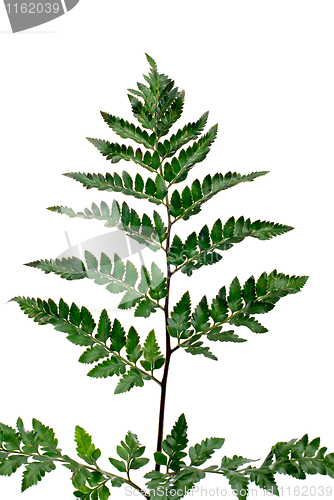 Image of Fern leaf 