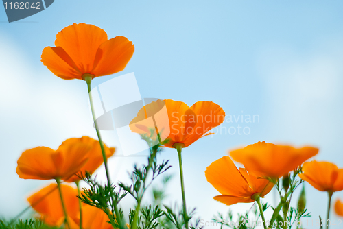 Image of Orange Poppies Field 