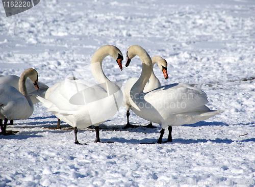 Image of White swans 