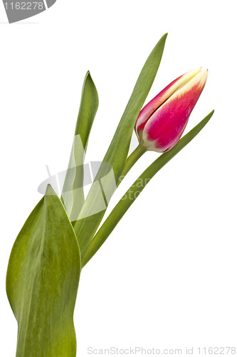 Image of Red tulip 