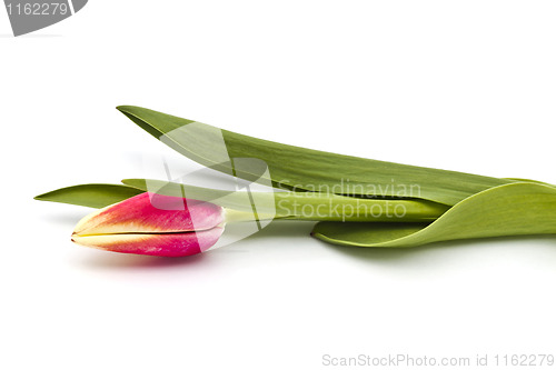 Image of Red tulip 