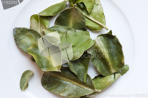 Image of Dried Kaffir Lime Leaves (Citrus hystrix)