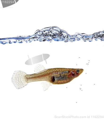 Image of Mosquitofish portrait