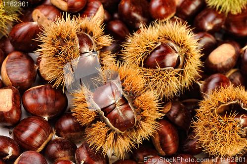 Image of chestnut background