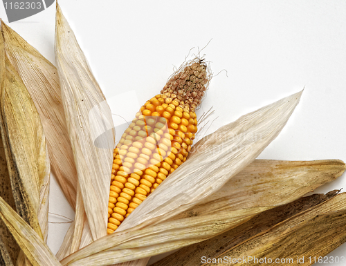 Image of corncob on white