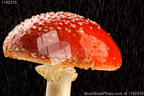 Image of Amanita muscaria in the rain