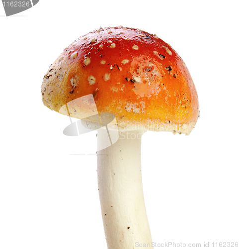 Image of Amanita muscaria isolated on white