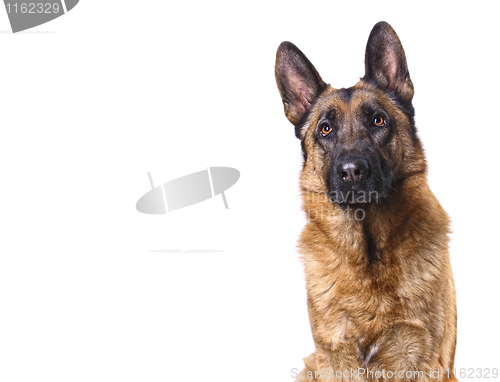 Image of german shepard isolated on white