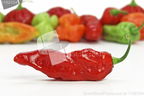 Image of red hot chilly pepper