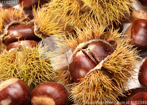 Image of chestnuts, nature background