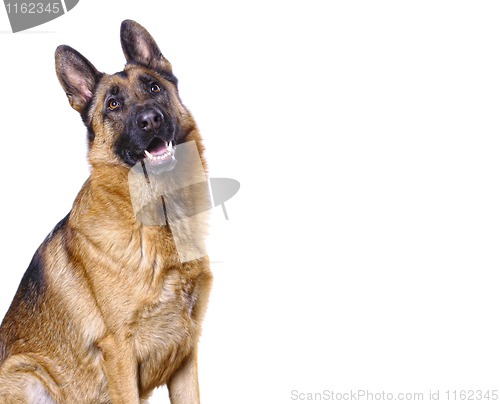 Image of german shepard isolated on white
