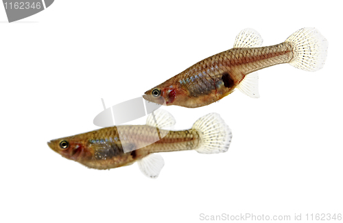 Image of Mosquitofish couple portrait