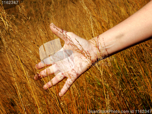 Image of hand in field