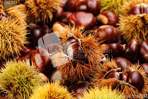 Image of chestnut background