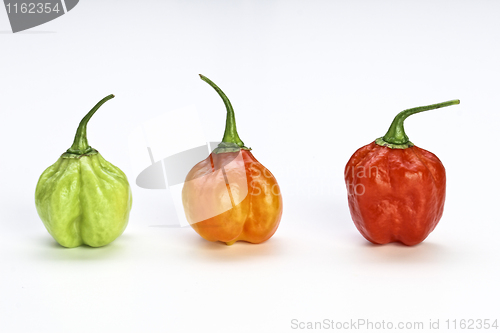 Image of very hot chilly pepper
