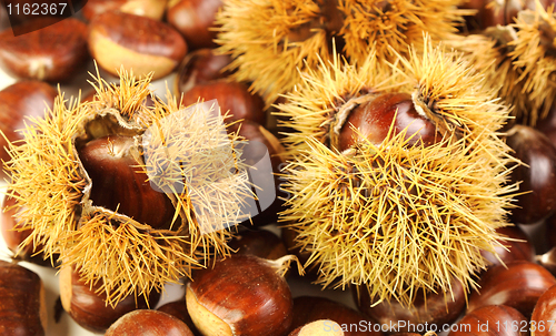 Image of chestnuts, nature background