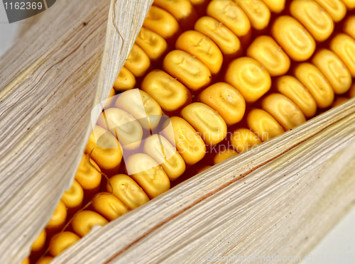 Image of corncob detail