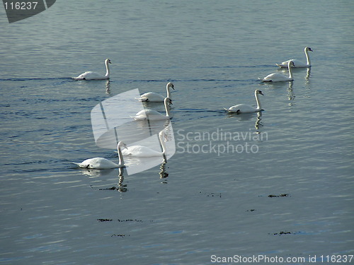 Image of Swans