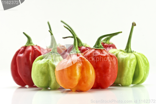 Image of chilly pepper collection background