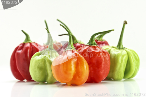 Image of chilly pepper collection background