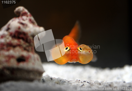 Image of goldenfish